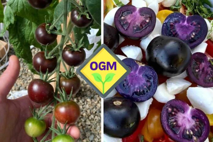 ogm pomodoro viola