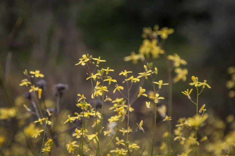 diplotaxis tenuifolia