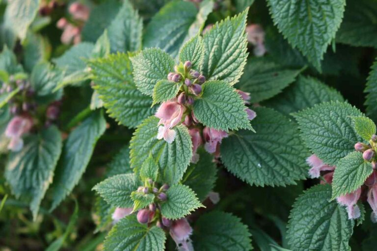 lamium maculatum