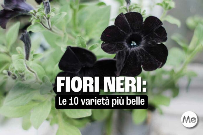 fiori neri