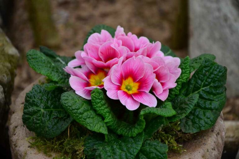 primula