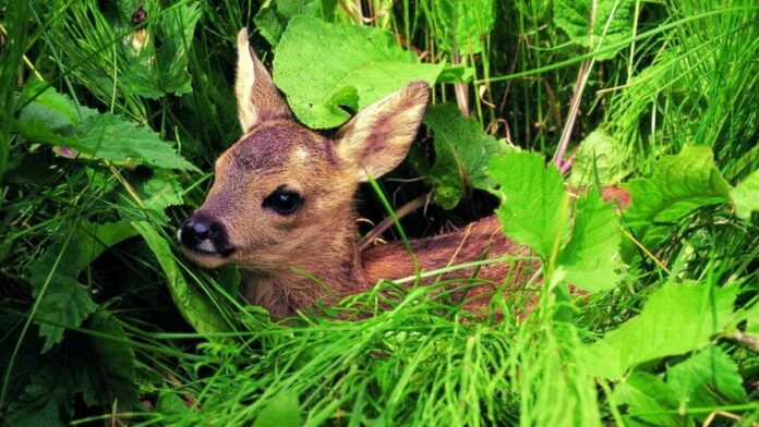 cucciolo di capriolo foto di nicola angeli archivio parco naturale adamello brenta 2