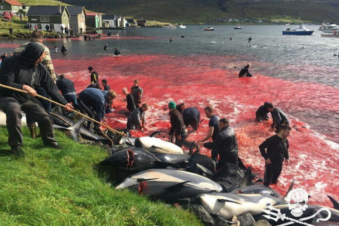 isole faroe grindadrap