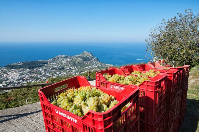 produzioni panoramiche